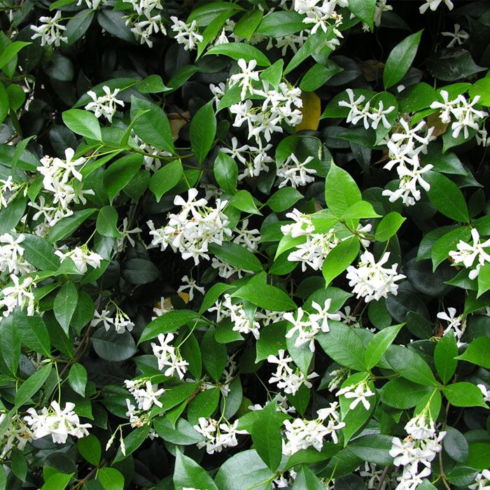 Confederate Jasmine- 1 gal.