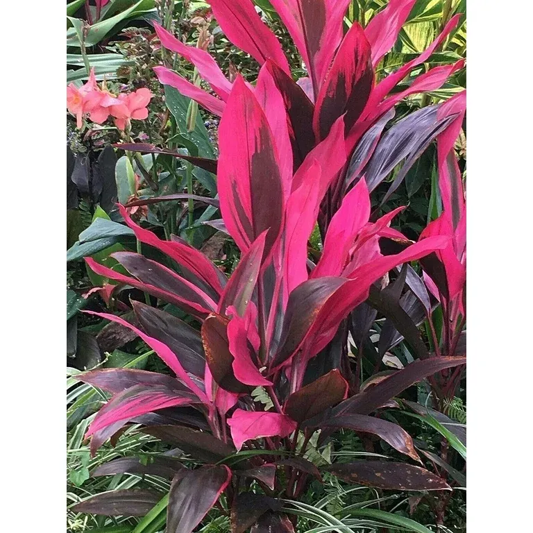 Cordyline/Red Sister/Hawaiian Ti- 3 gal.