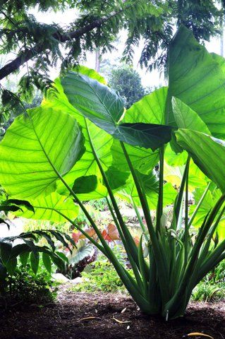 Giant Elephant Ear- 7 gal.