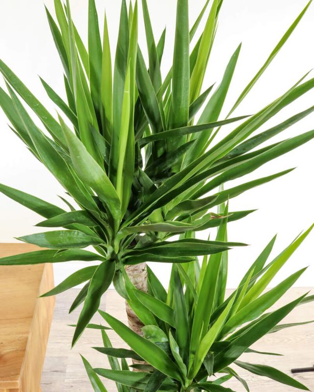 Green Yucca- 3 gal.