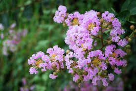 Muskogee (Lavender) Multi-Trunk Crepe Myrtle- 15 gal.