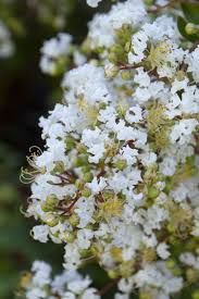 Natchez (White) Crepe Myrtle- 7 gal.