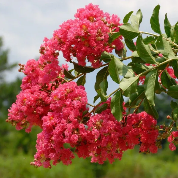 Tuscarora (Red/Orange) Multi-Trunk Crepe Myrtle- 15 gal.