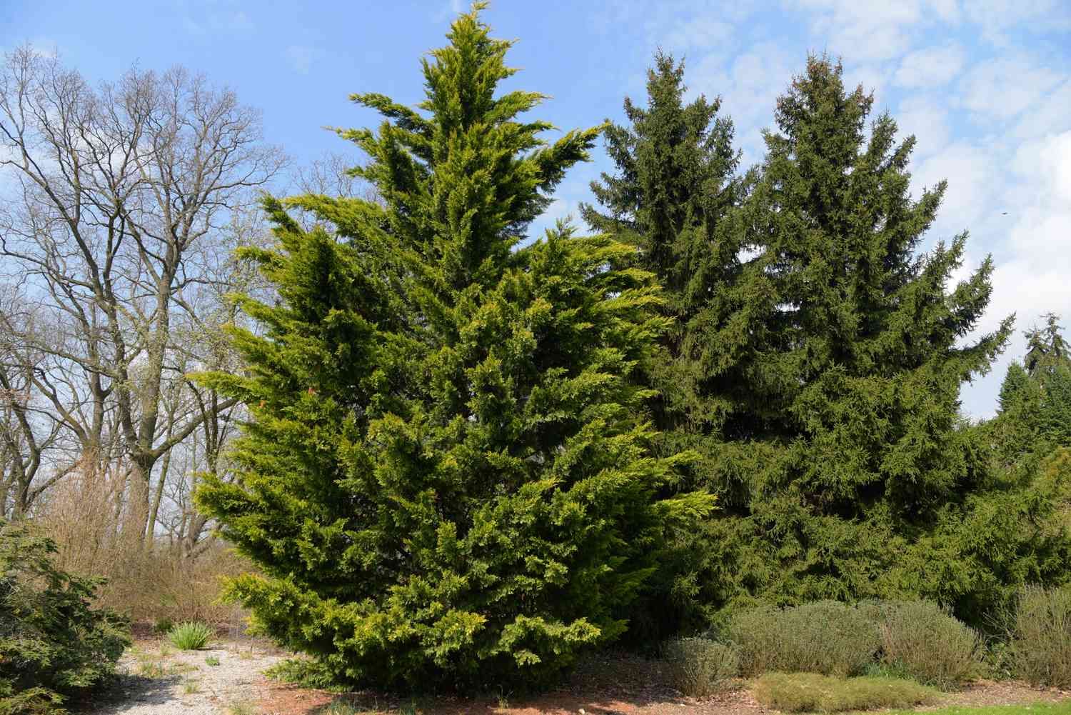 Leyland Cypress- 30 gal.