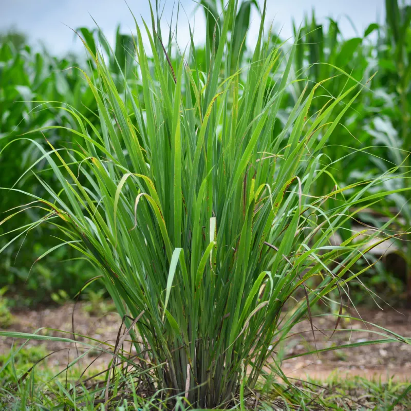 Lemon Grass- 3 gal.