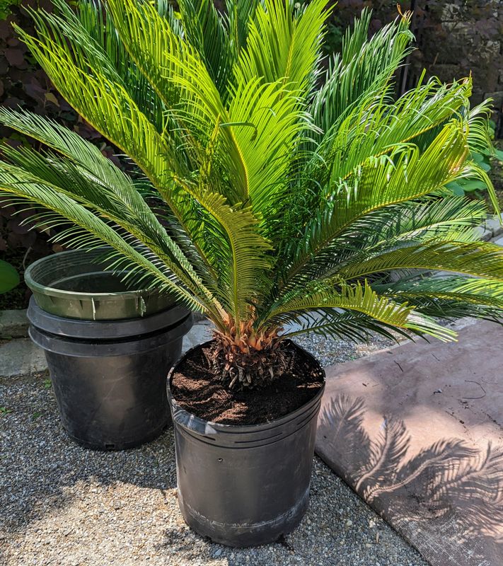 Sago Palm- 7 gal.