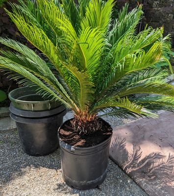 サゴ・パーム Sago Palm | C&J Gardening Center