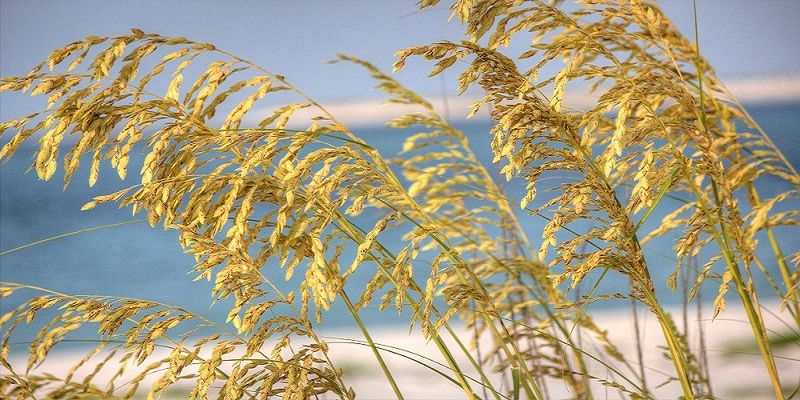 Sea Oats- 1 gal.