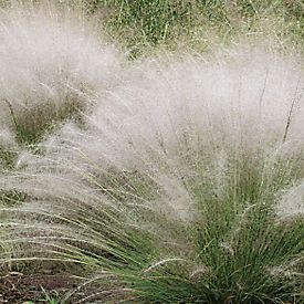 White Muhly Grass- 3 gal.