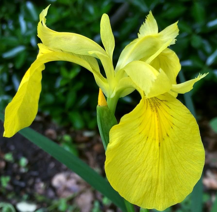 Yellow LA Iris- 1 gal.