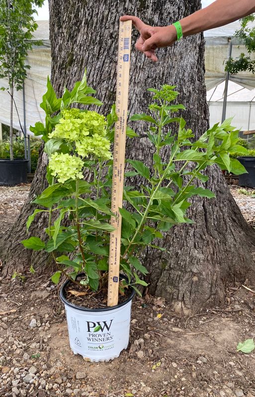 Limelight Hydrangea- 3 gal.