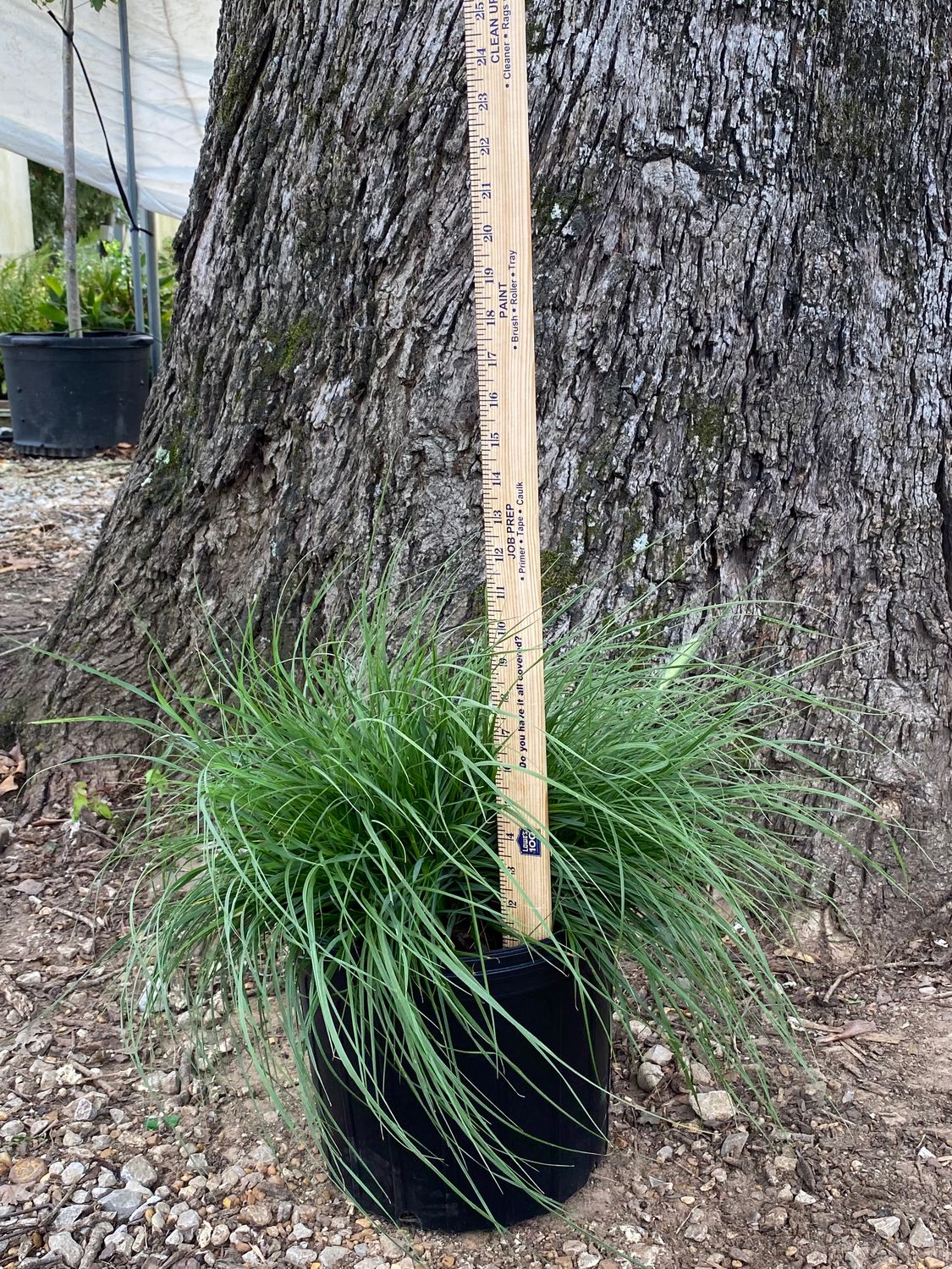 Dwarf Hamlin Grass- 3 gal.