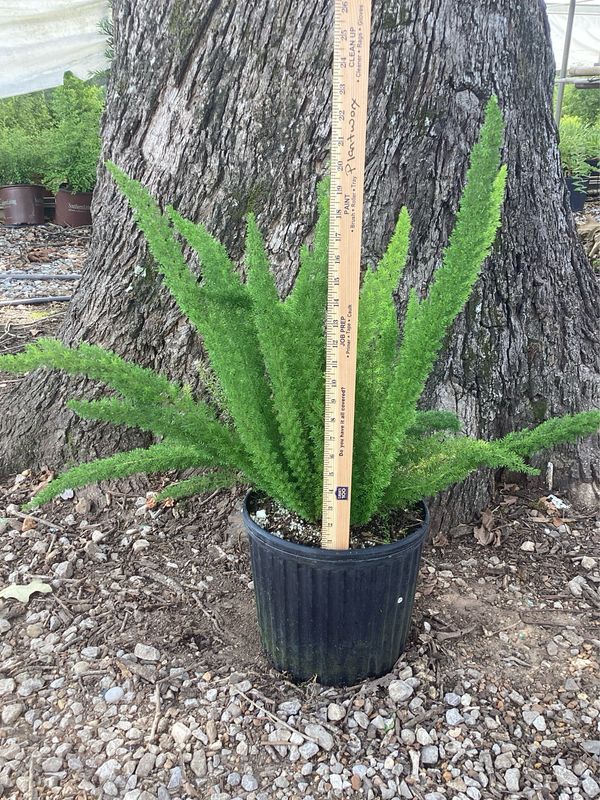 Foxtail Fern- 3 gal.