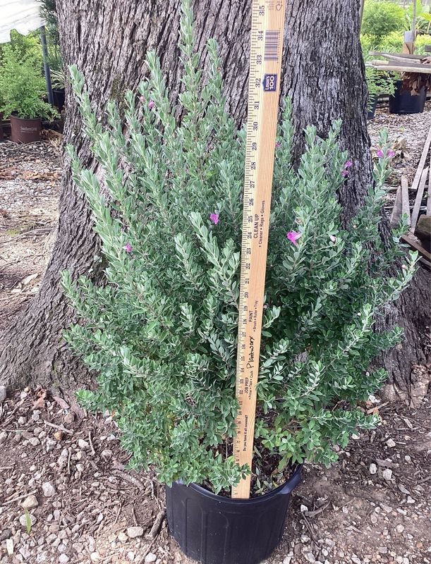 Texas Sage- 3 gal.