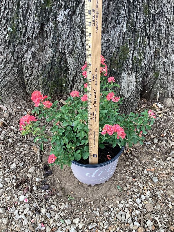 Coral Drift Rose- 3 gal.