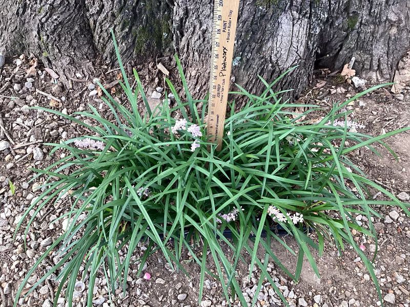 Big Blue Liriope- Flats