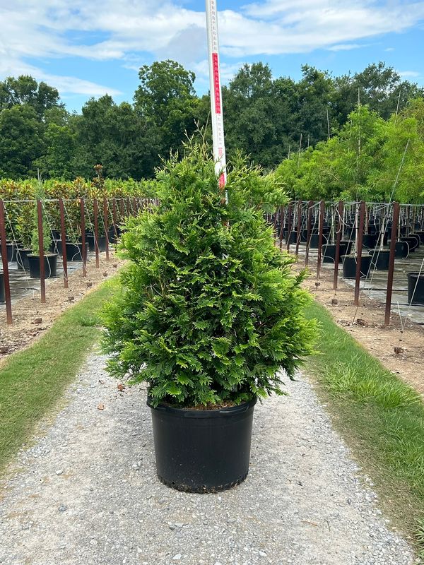 Green Giant Arborvitae- 30 gal.