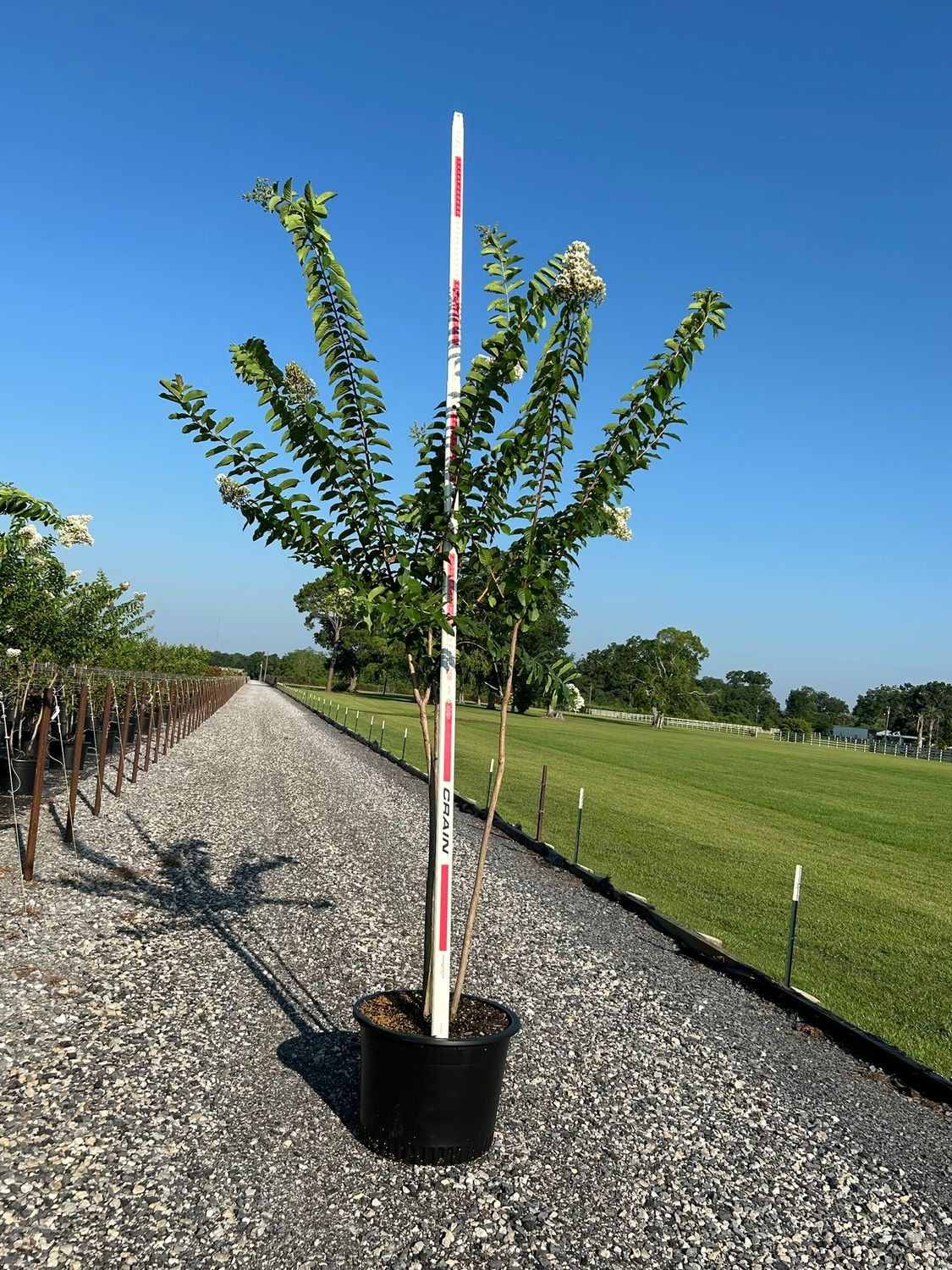 Natchez (White) Multi-Trunk Crepe Myrtle- 30 gal.