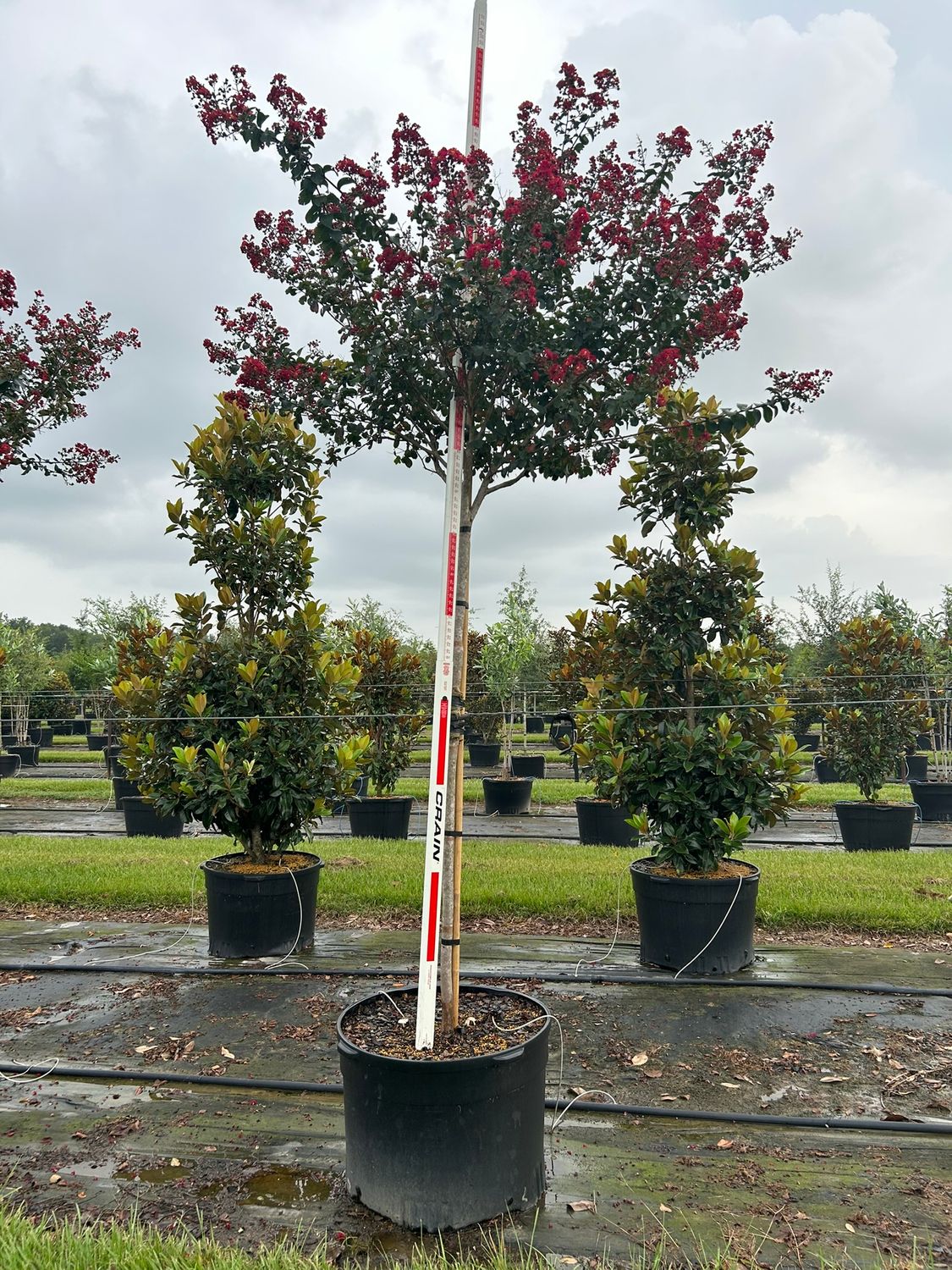 PLANTWORX NURSERY | UPDATED DAILY