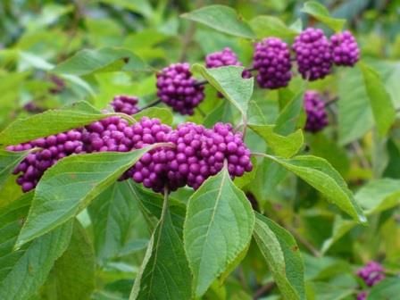 American Beauty Berry (French Mulberry)- 3 gal.