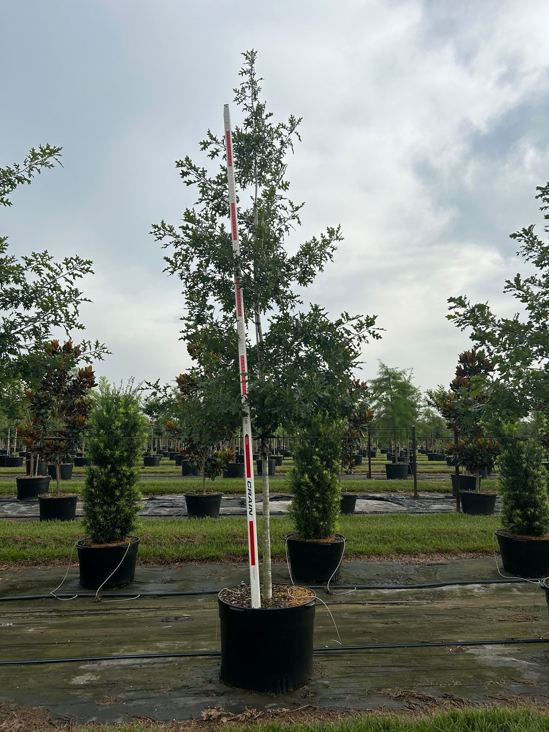 Shumard Oak Tree- 65 gal. | PLANTWORX NURSERY