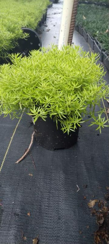 Lemon Ball Sedum- 1 gal.