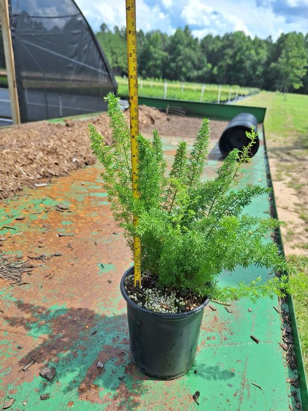 Foxtail Fern- 1 gal.