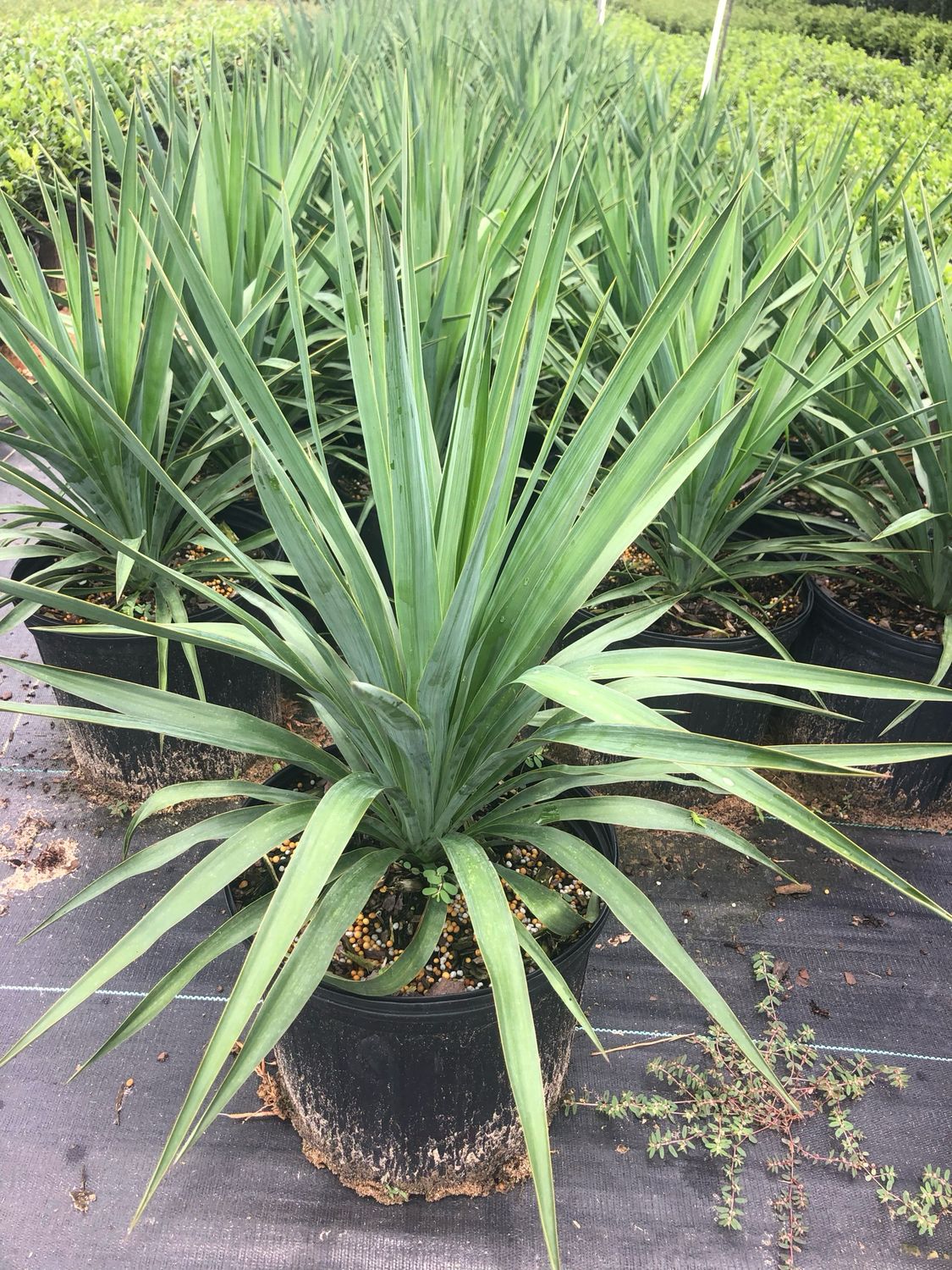 Soft Green Yucca- 3 gal.