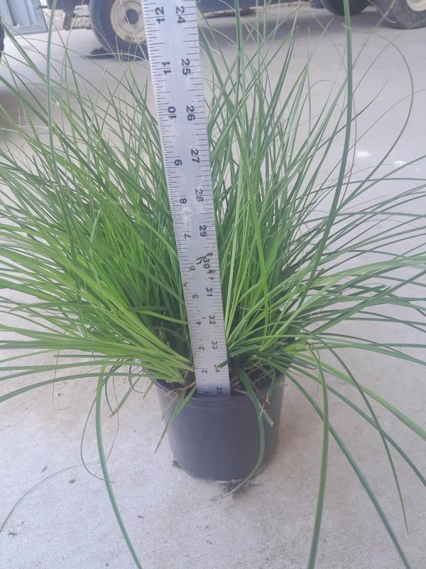 Berkeley Sedge- 1 gal.
