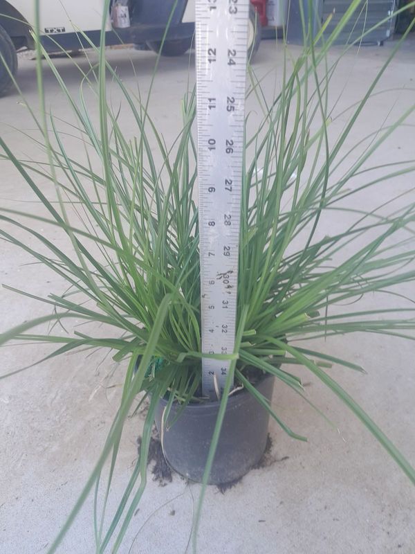 Cherokee Sedge- 1 gal.