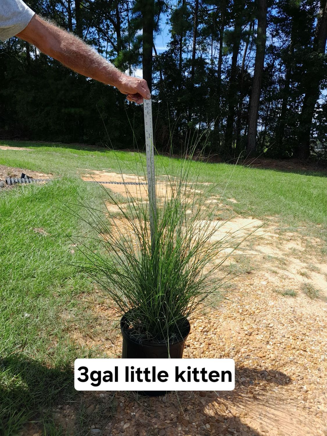 Little Kitten Grass- 3 gal.