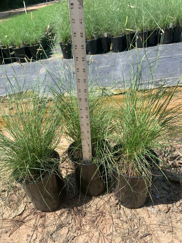 Blonde Ambition- 1 gal.