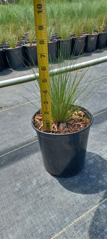 Mexican Feather Grass- 1 gal.