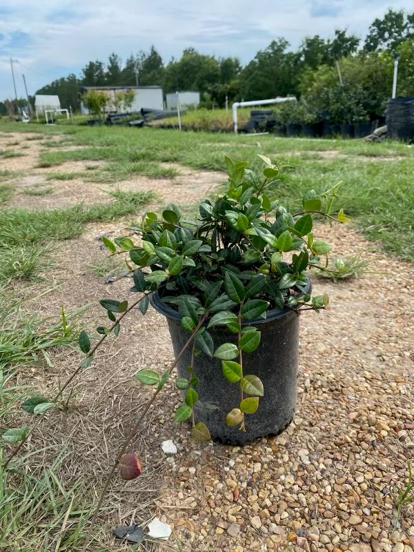 Asian Jasmine- 1 gal.