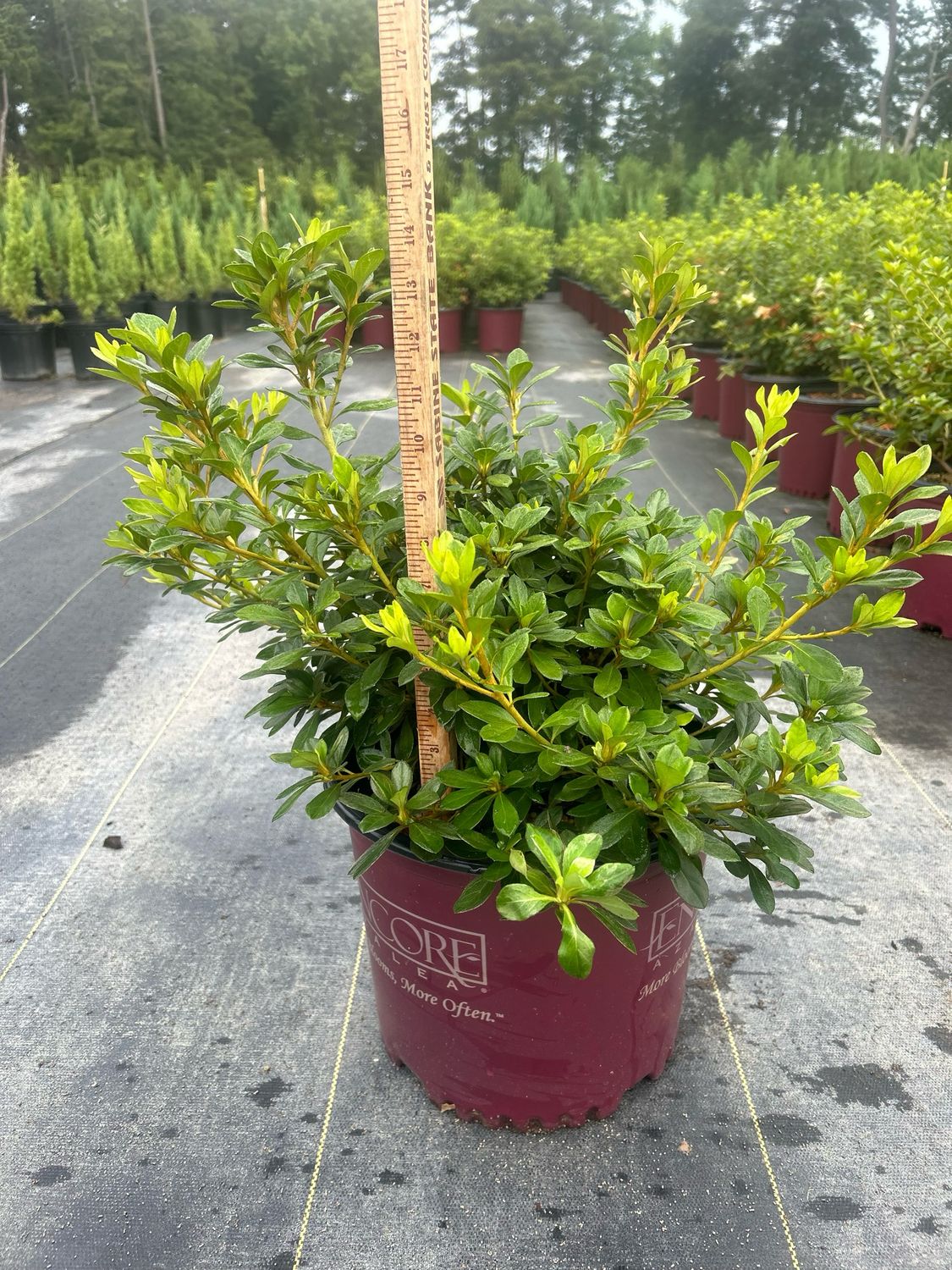 Autumn Lilac Encore Azalea- 3 gal.