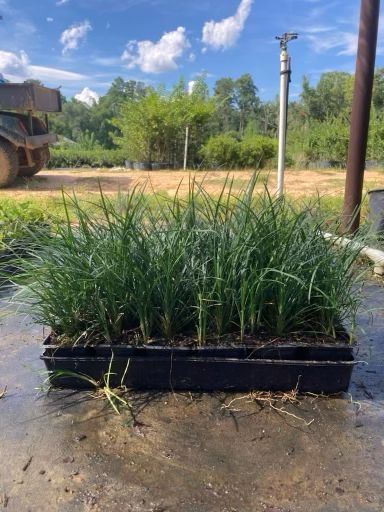 Regular Mondo Grass- Flats