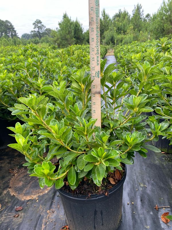 Pink Ruffle Azalea- 3 gal.