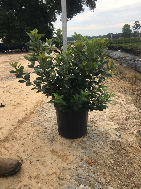 Red Formosa Azalea- 3 gal.