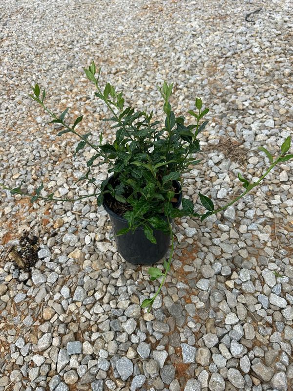 Wintercreeper (Coloratus Euonymus)- 1 gal.