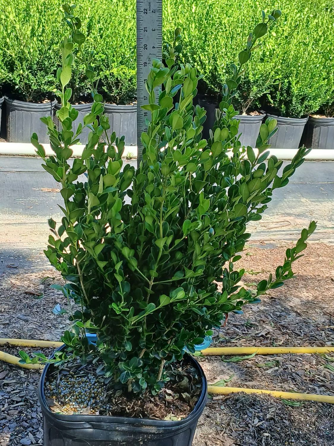 Wintergreen Boxwood- 3 gal.