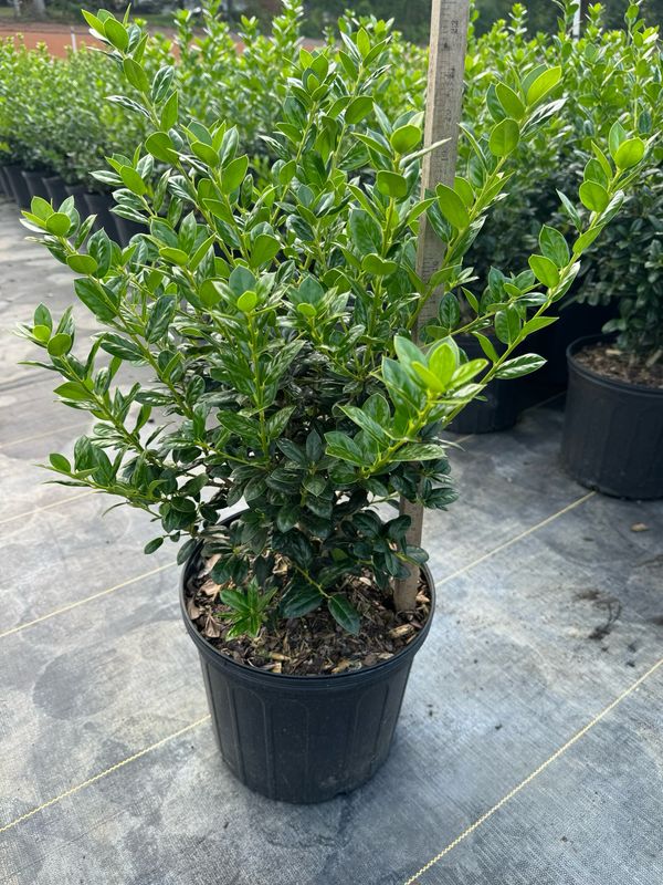 Dwarf Burford Holly- 3 gal.