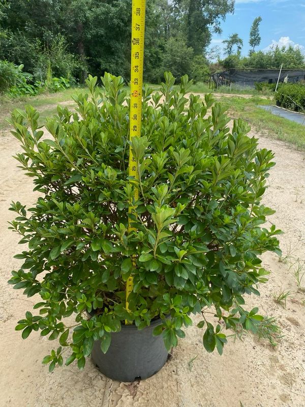 Azalée Rose Ruffels PLANTWORX NURSERY | UPDATED DAILY