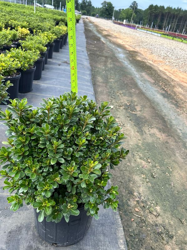 Azalea Watch PLANTWORX NURSERY | UPDATED DAILY