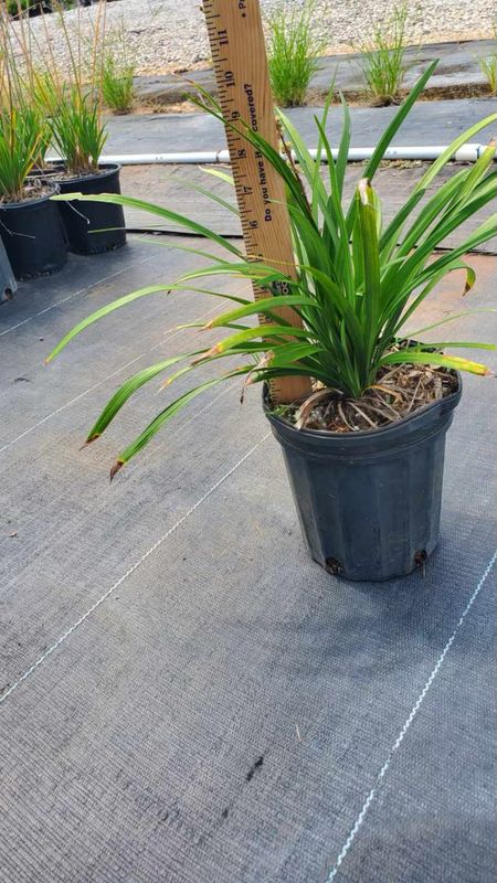 Giant Liriope 'Super Blue'- 1 gal.