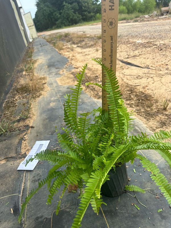 Sword Fern- 1 gal.