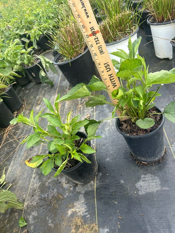 Black Eyed Susan (Rudbeckia Goldsturm)- 1 gal.