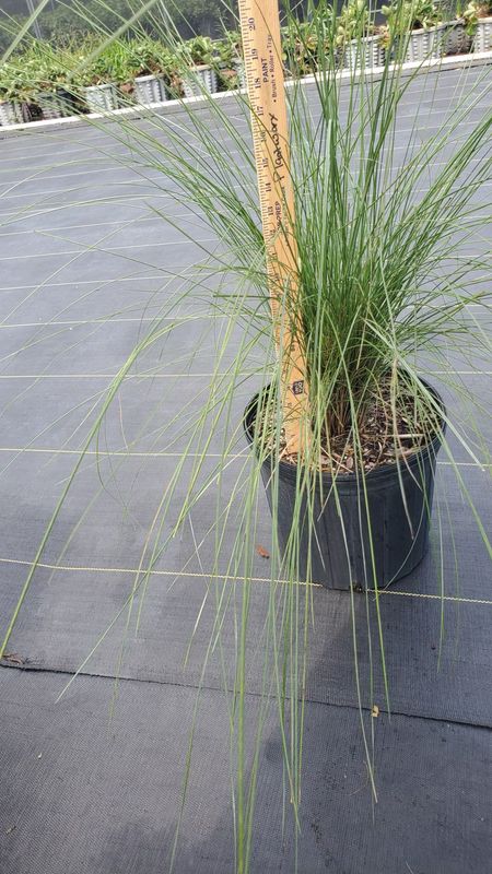 Pink Muhly Grass- 3 gal.