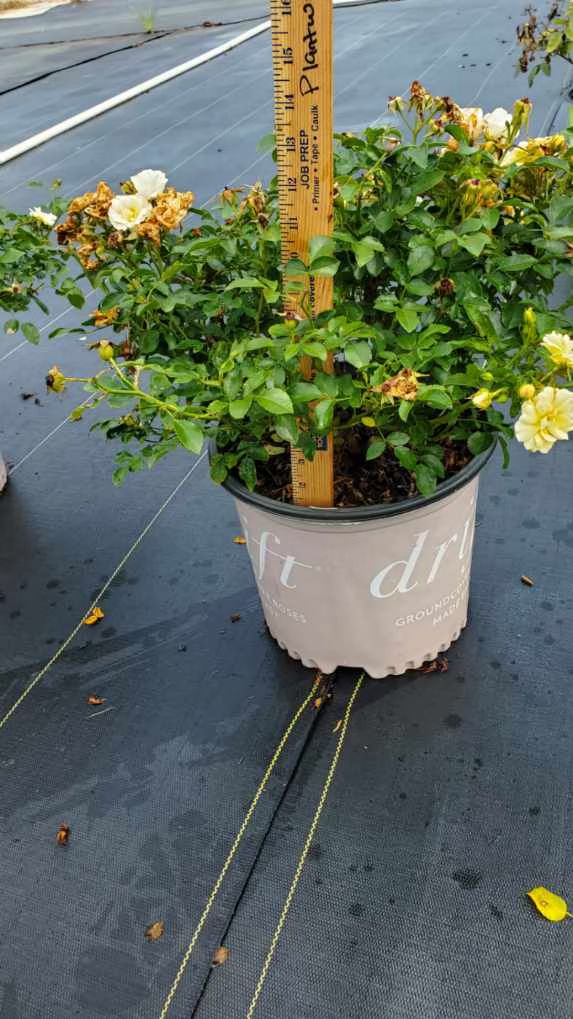 Popcorn At Roses PLANTWORX NURSERY | UPDATED DAILY