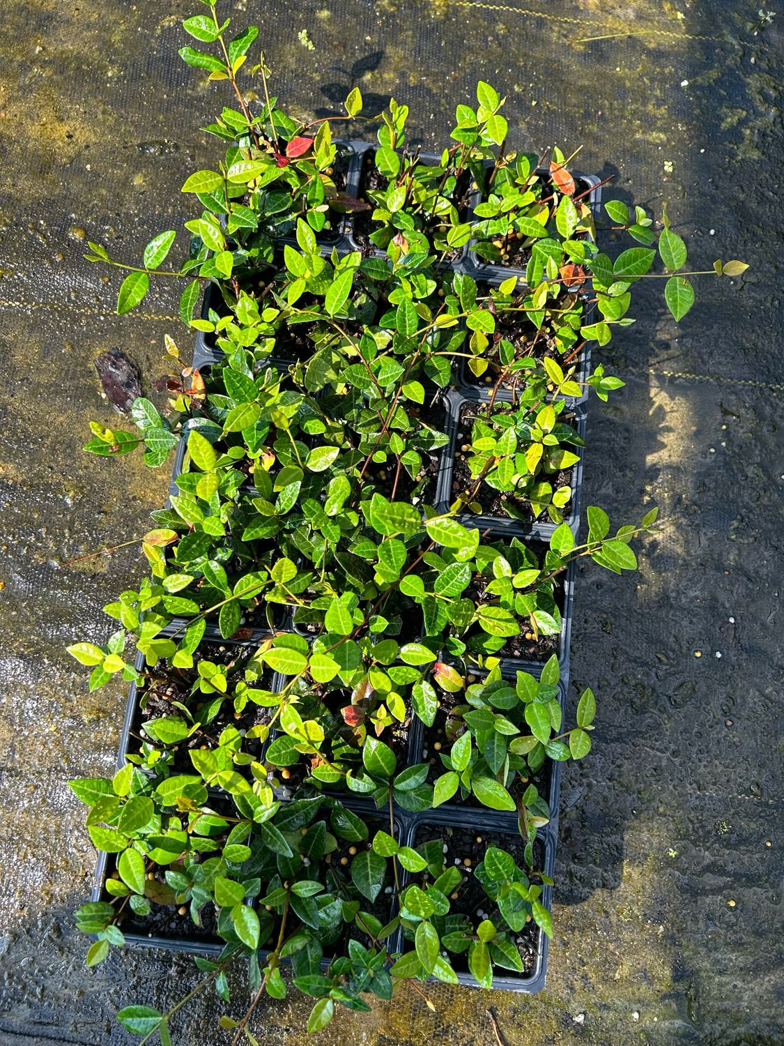 Asian Jasmine- Flats