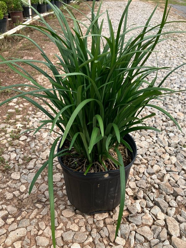 Giant Liriope 'Super Blue'- 3 gal.